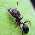 Мурахи Pheidole Yeensis